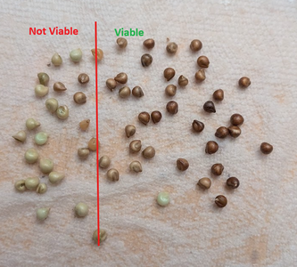 Clean Seeds