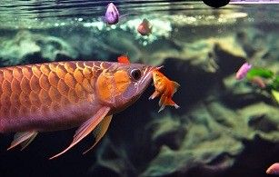 How to Make Better Freshwater Aquarium Photos