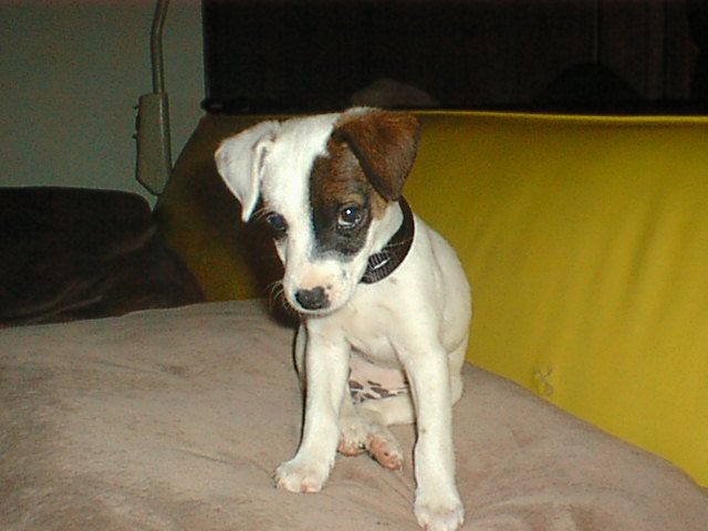 How to Stop Your Dog From Jumping