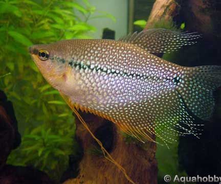 Trichogaster Leerii Pearl Gourami