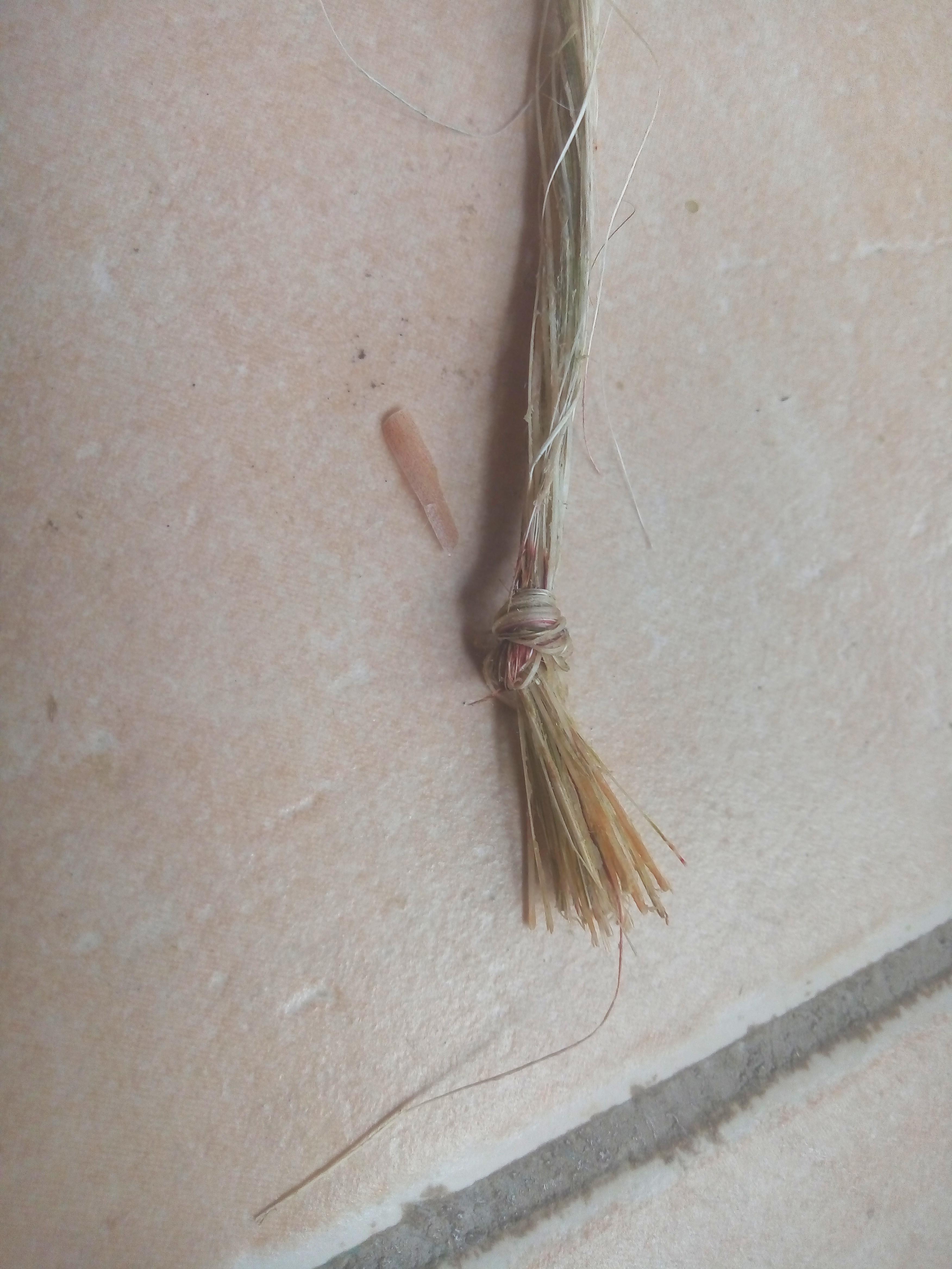 How to Make Rope / String With Natural Plant Fibers : 6 Steps (with ...