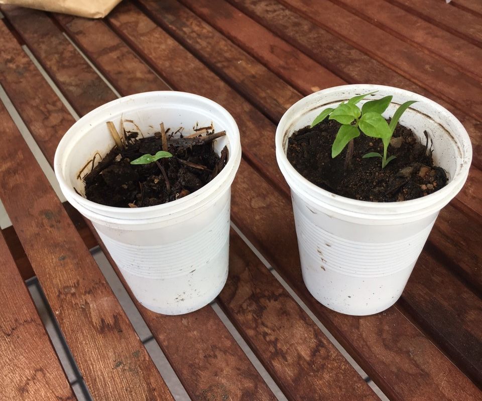 Level 1 Wicking - Wicking Cup