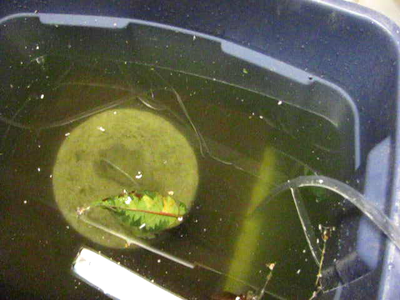 Using Easily Available Materials.