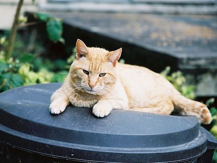 Critter Deterrent