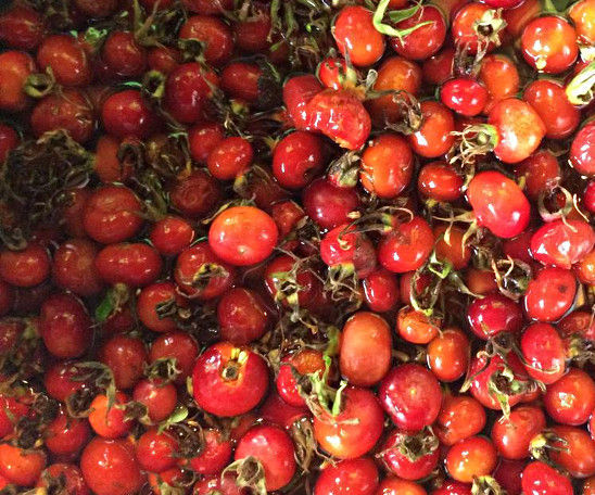 Make Rose Hip Wine