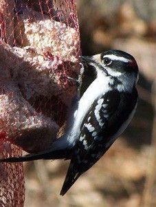 How to Get Rid of Woodpeckers
