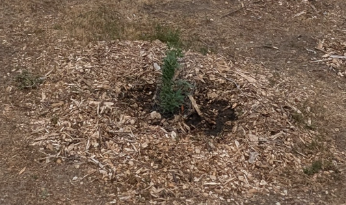 Outplant