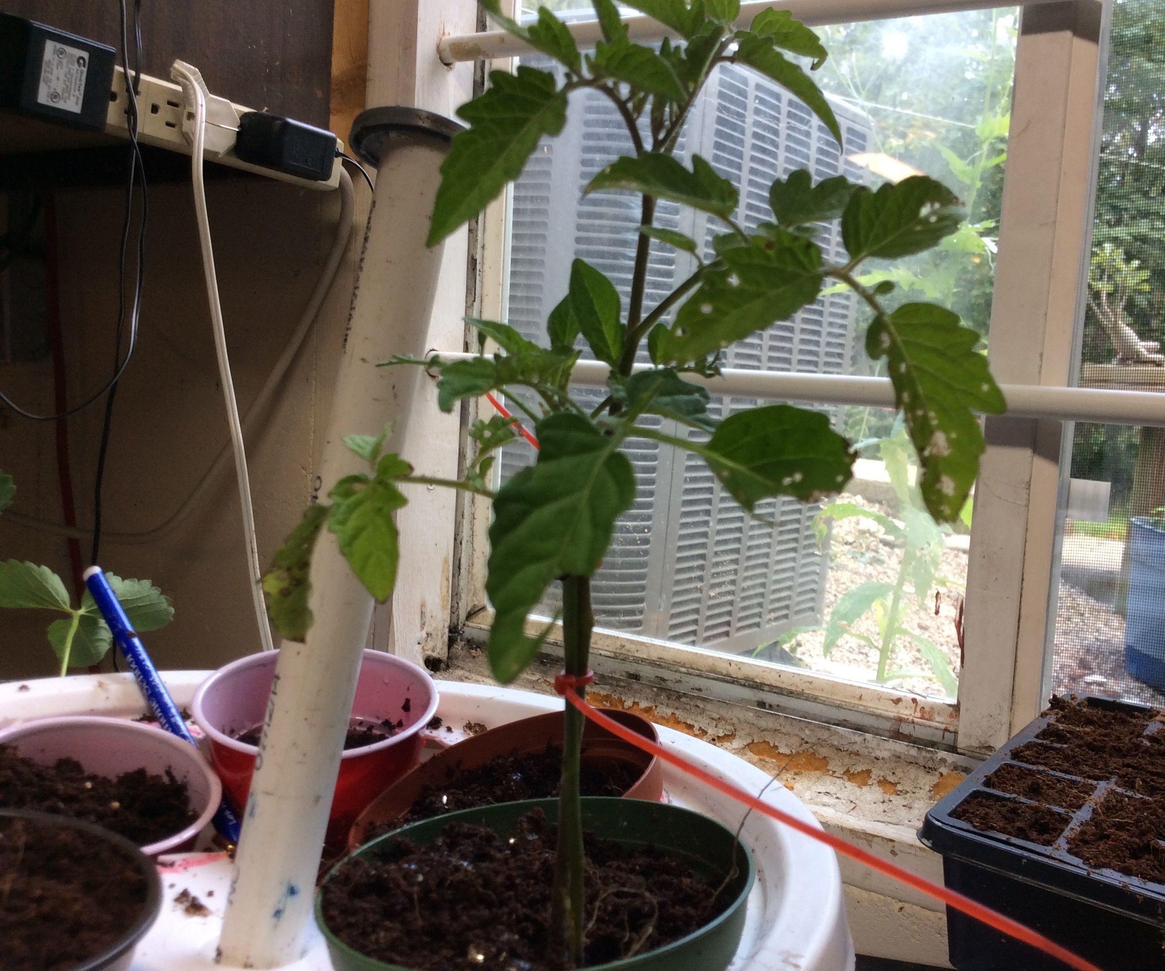 Diy Bucket Hydroponics