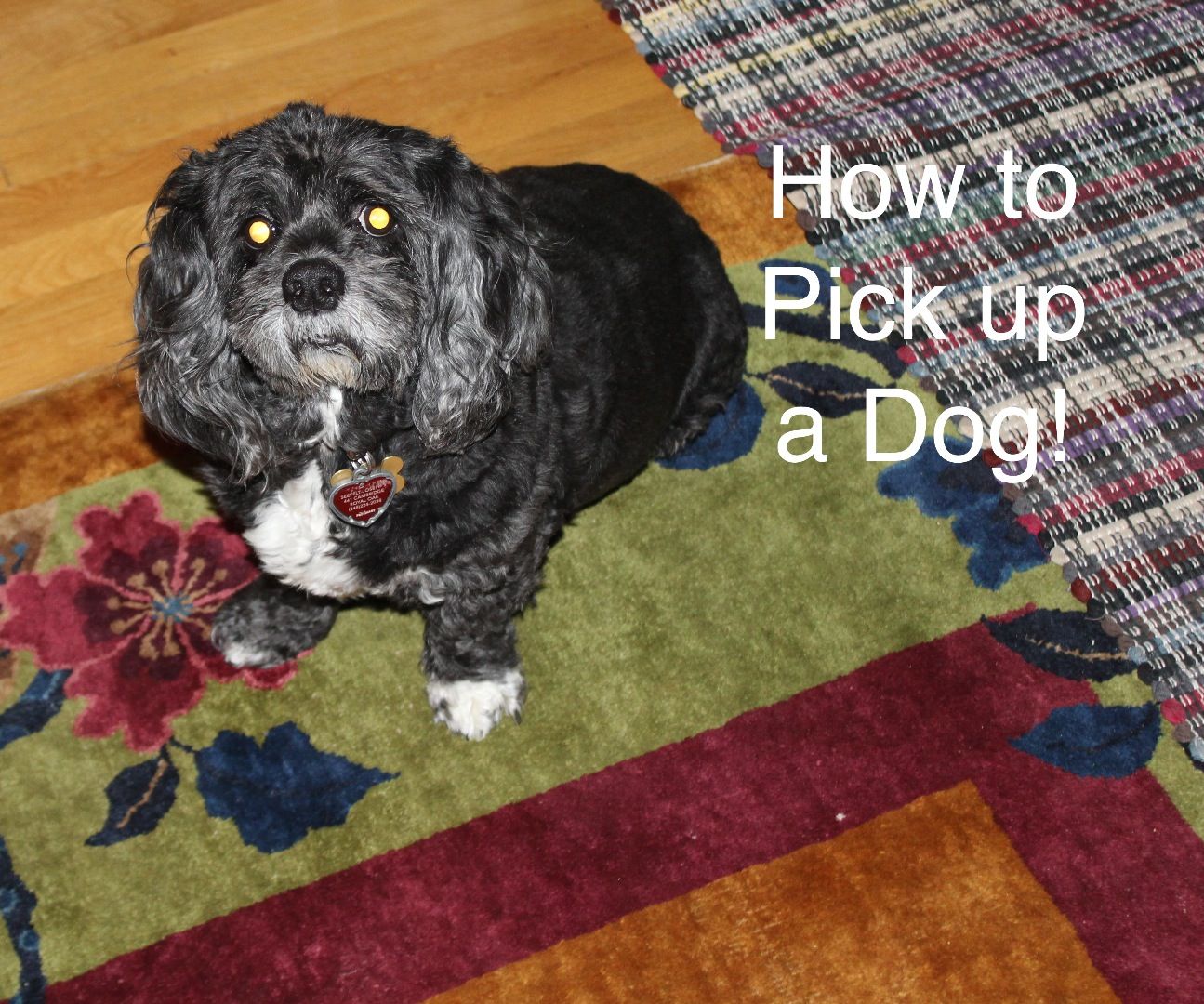 How to Pick Up a Dog!
