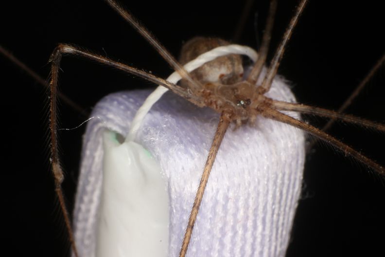 Insect Cooperation Assistant