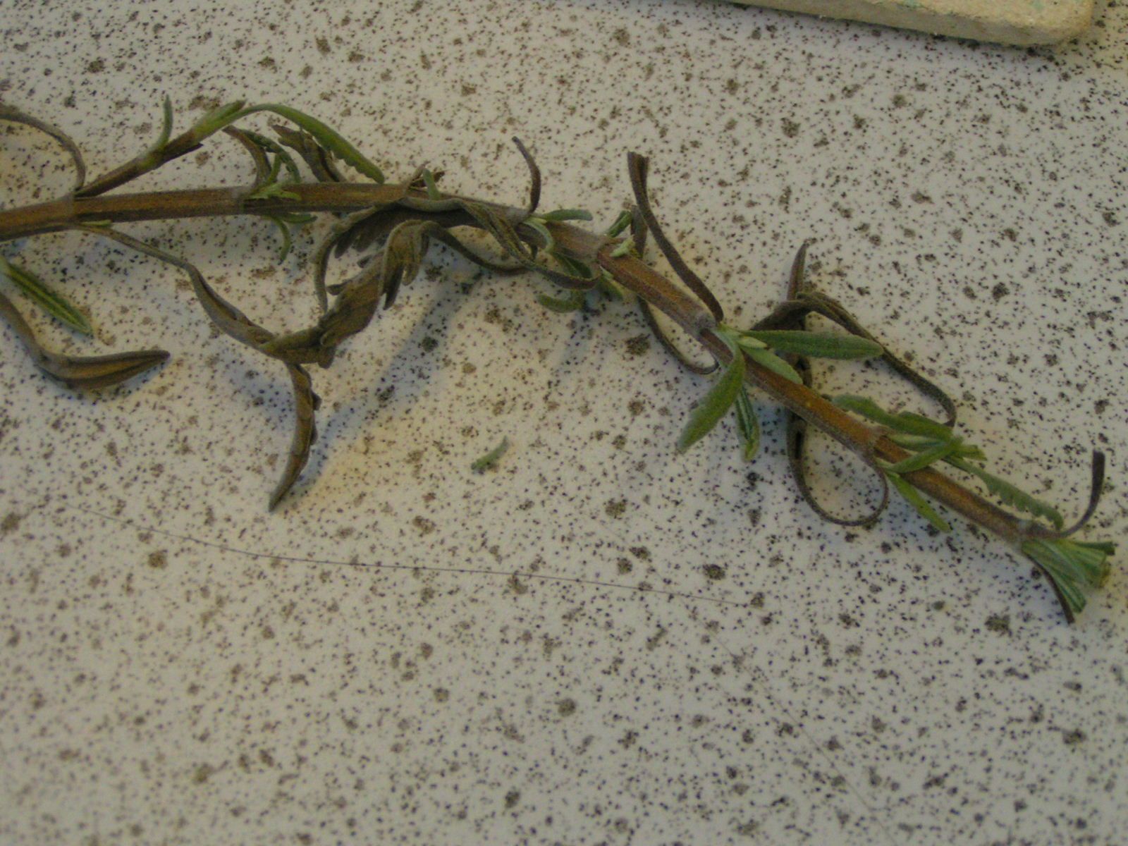 Be a Romantic Scientist: Distill Your Own Perfume Oil.