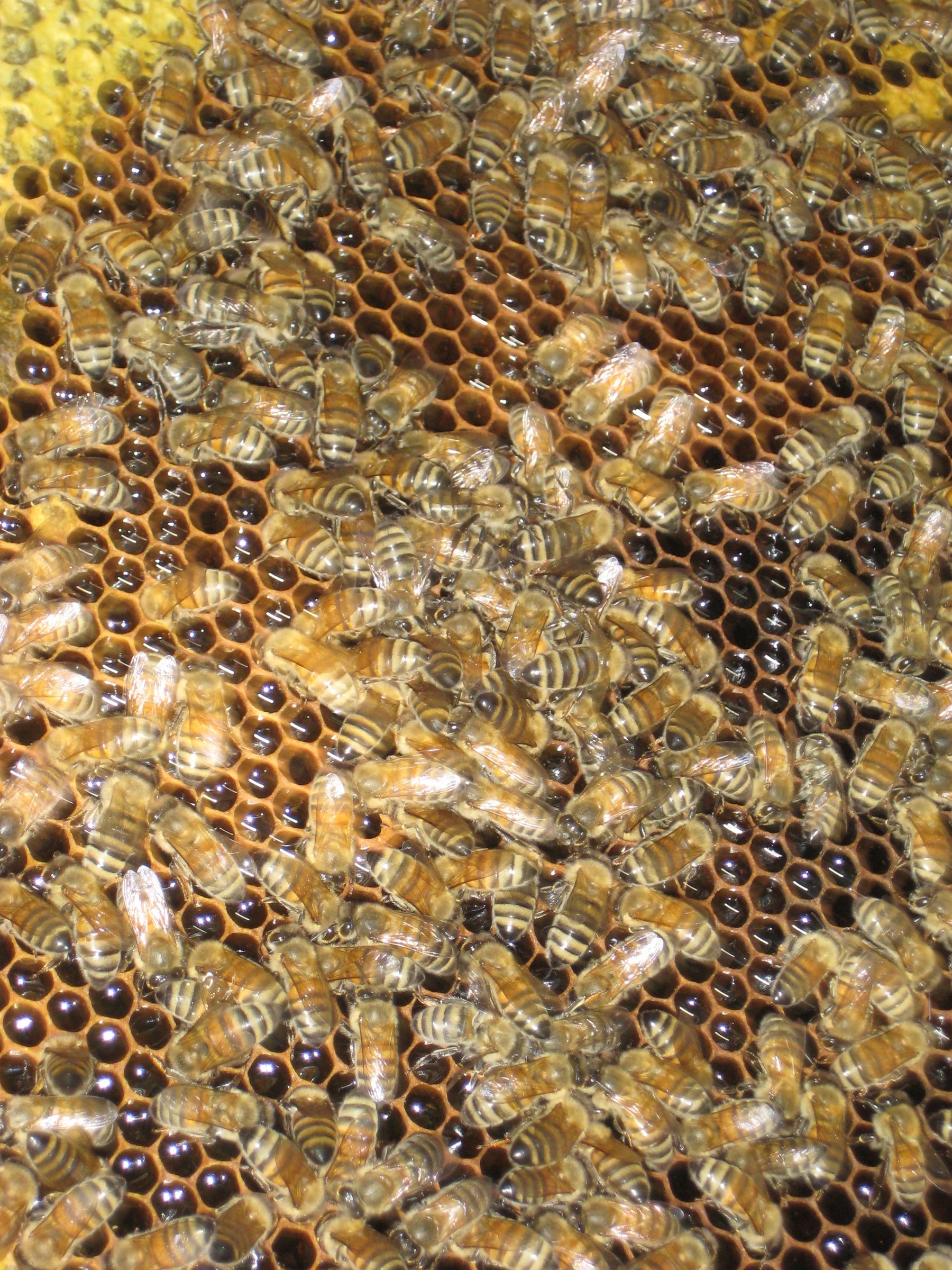 Harvest and Extract Honey