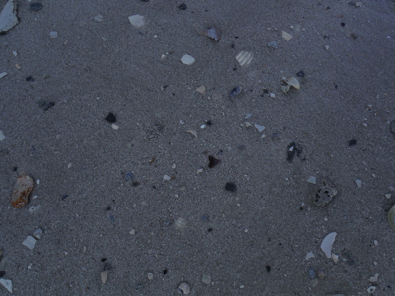 How to Find Shark Teeth : 10 Steps (with Pictures) - Instructables