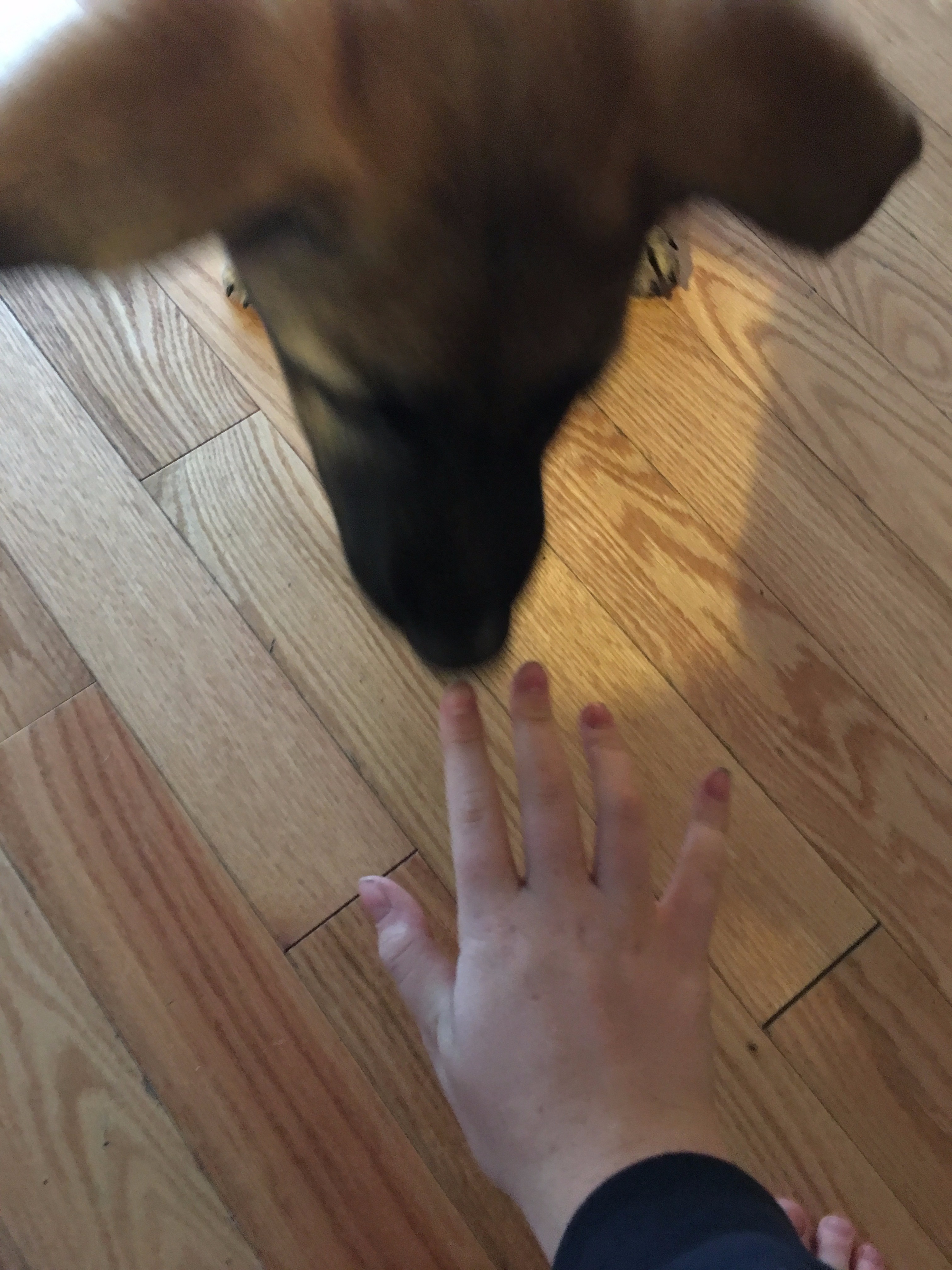 Teaching Your Dog Lie Down 6 Steps Instructables