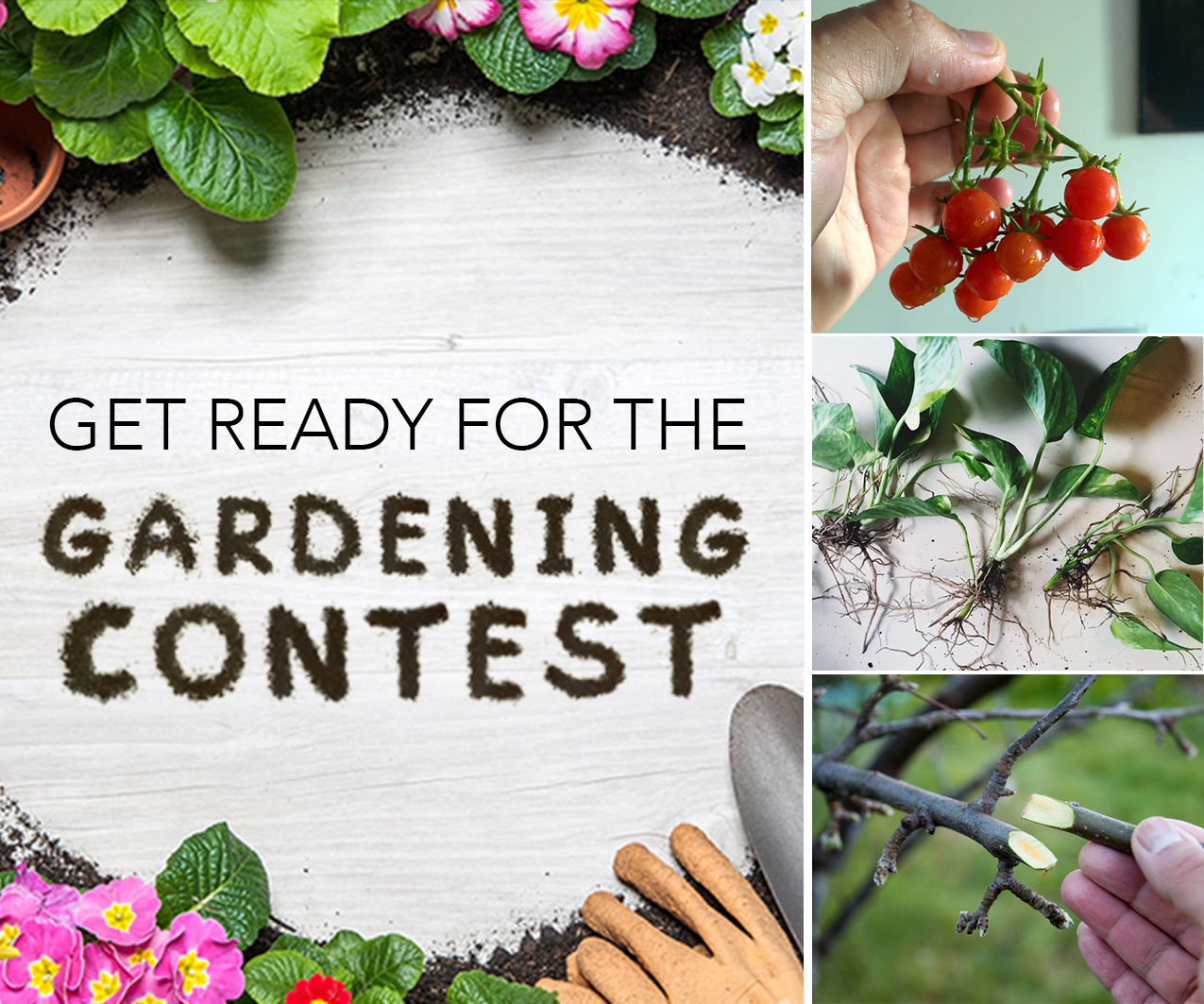 Collection Cover Image: 11 Ideas for Your Spring Garden