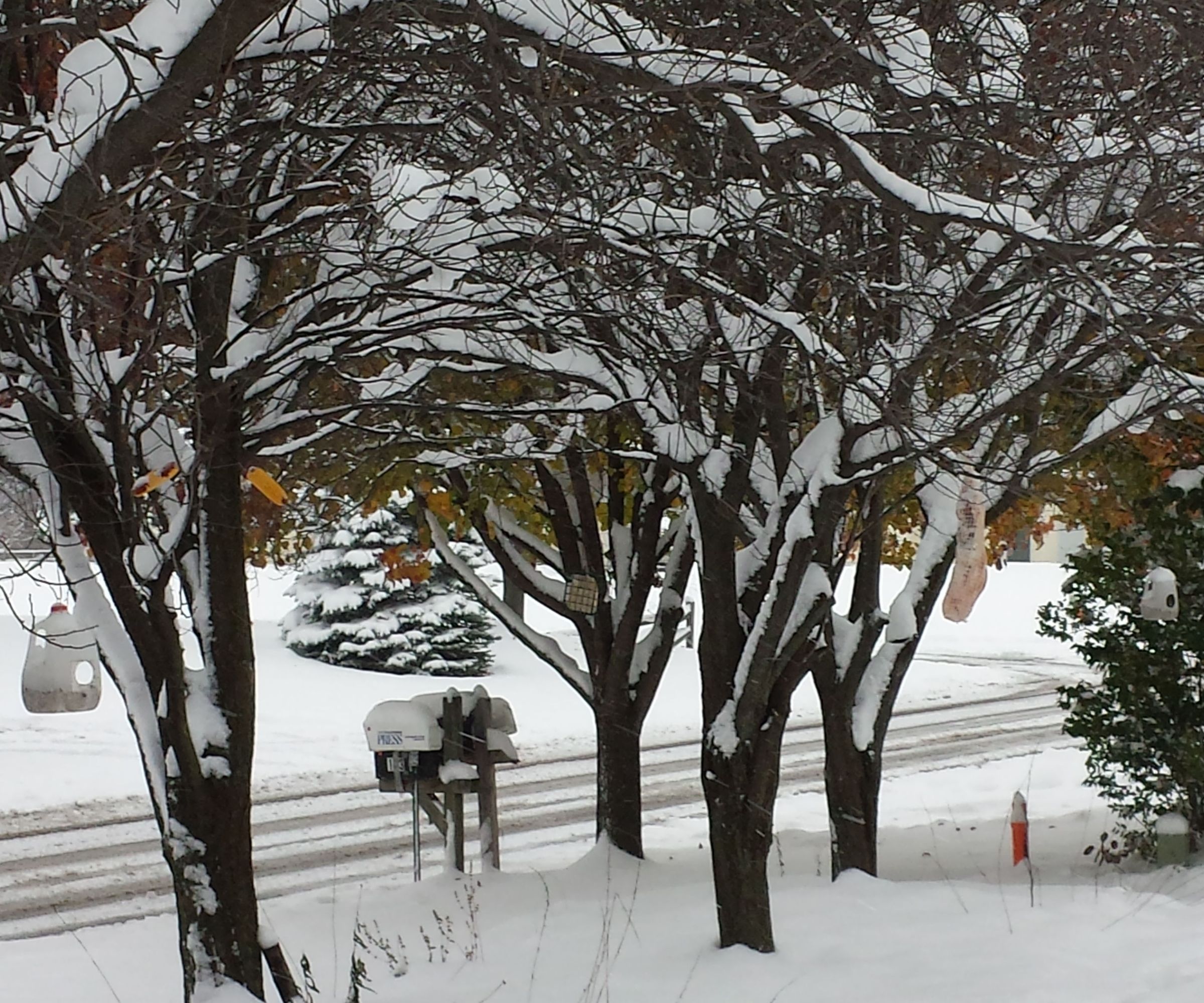 Quick 'n' Easy Bird Feeder