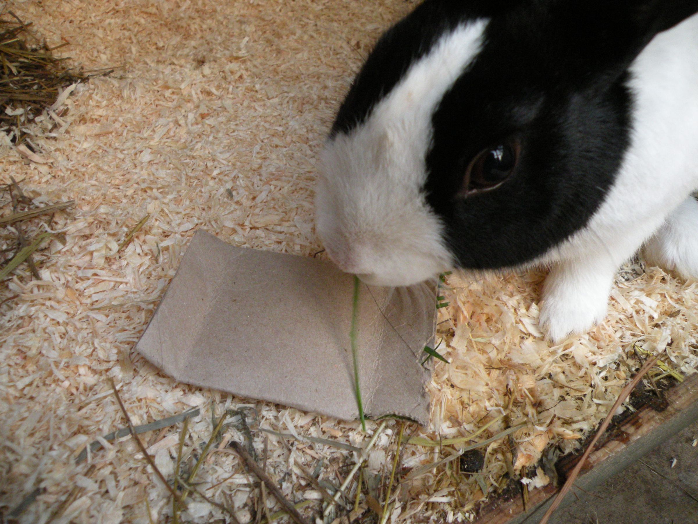 Rabbit Toys - Homemade Rabbit Toy 2