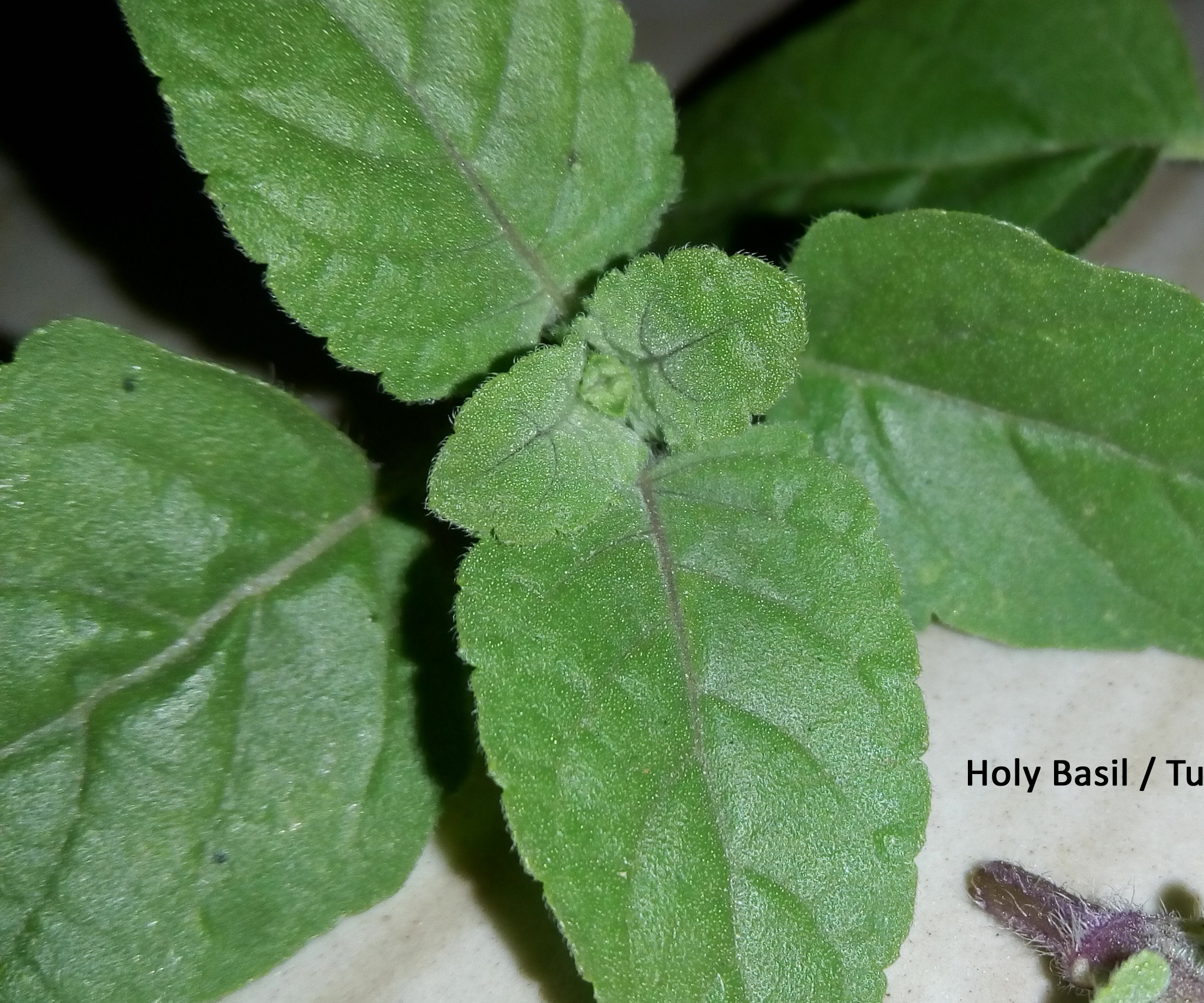 Distillation of Holy Basil / Tulsi Leaves