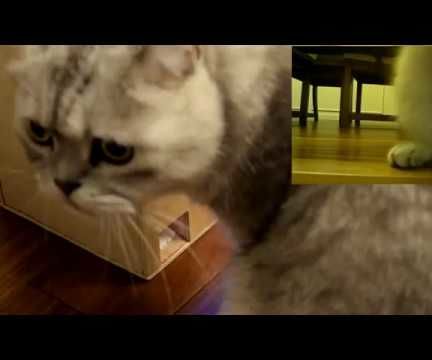 IoT Treat Dispenser for Pets