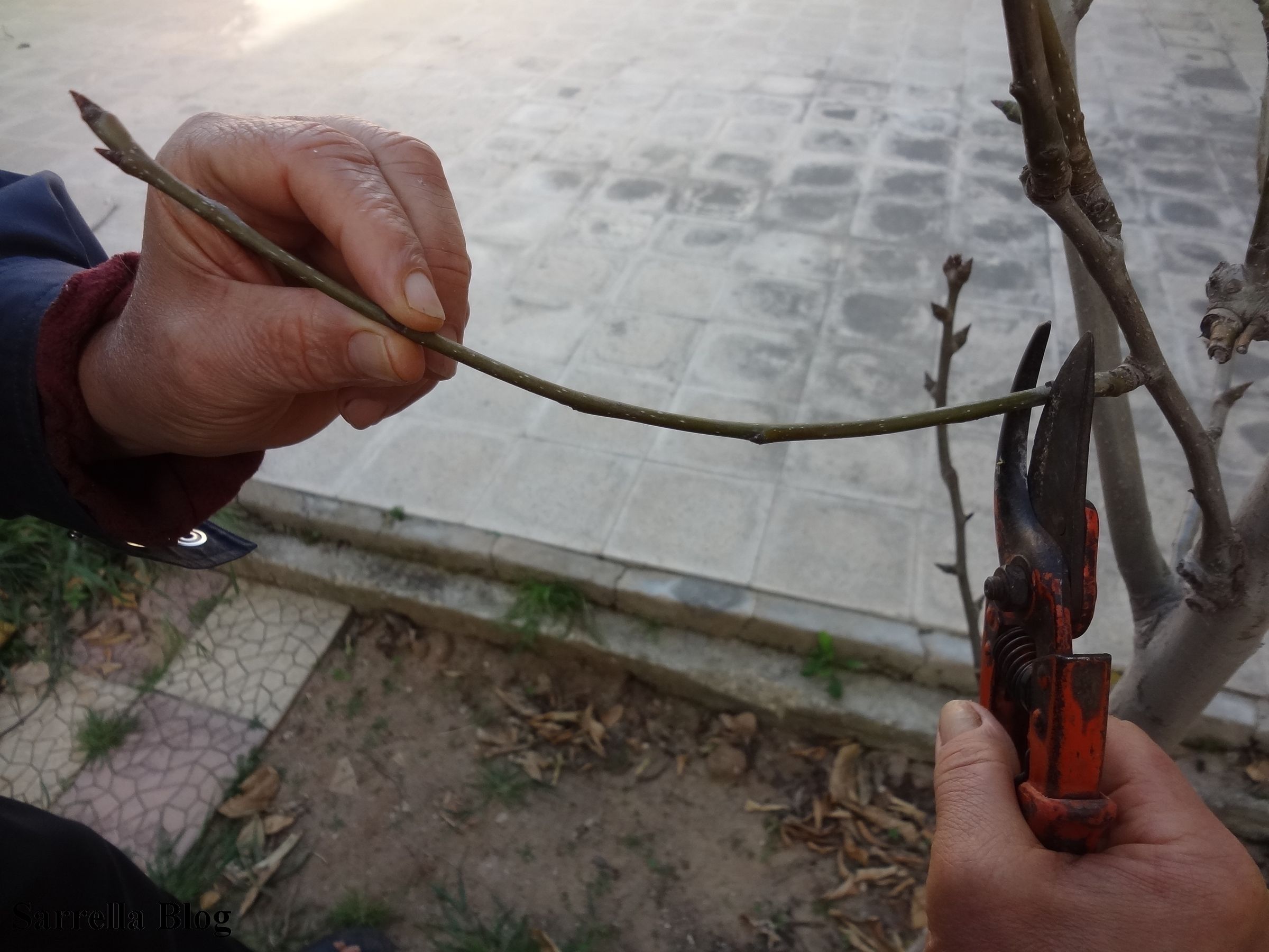 Grafting a Pear Scion to a Quince Tree 14 Steps (with Pictures