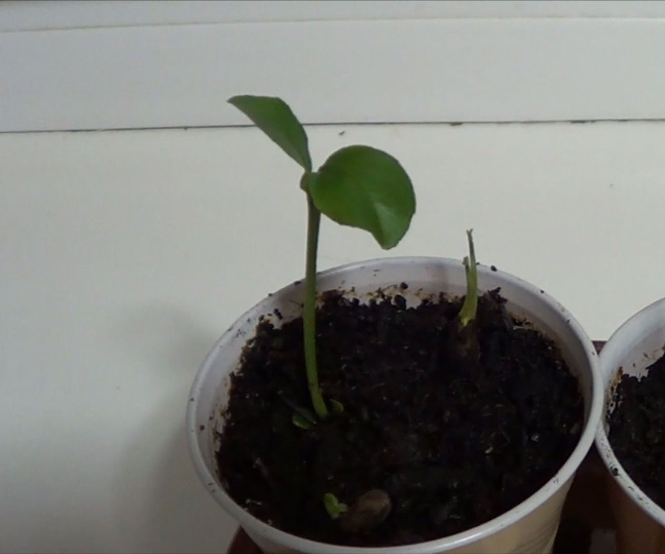 Como Germinar Una Semilla De Limon