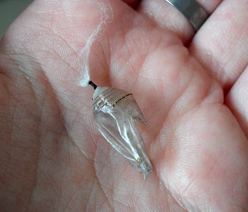 Hatching and Release