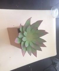 DIY Succulent and Pot Out of Cardboard