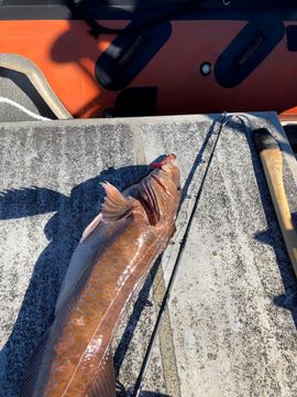 buy fishing net sydney Fishing Nets for sale in Sydney, Australia | Facebook Marketplace