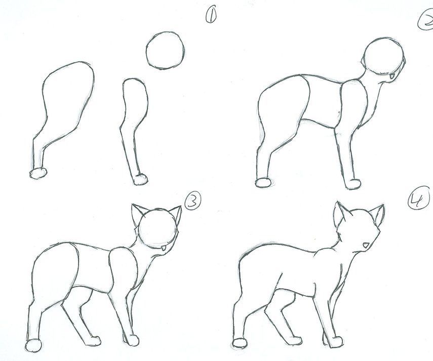 How to Draw a Cat Body