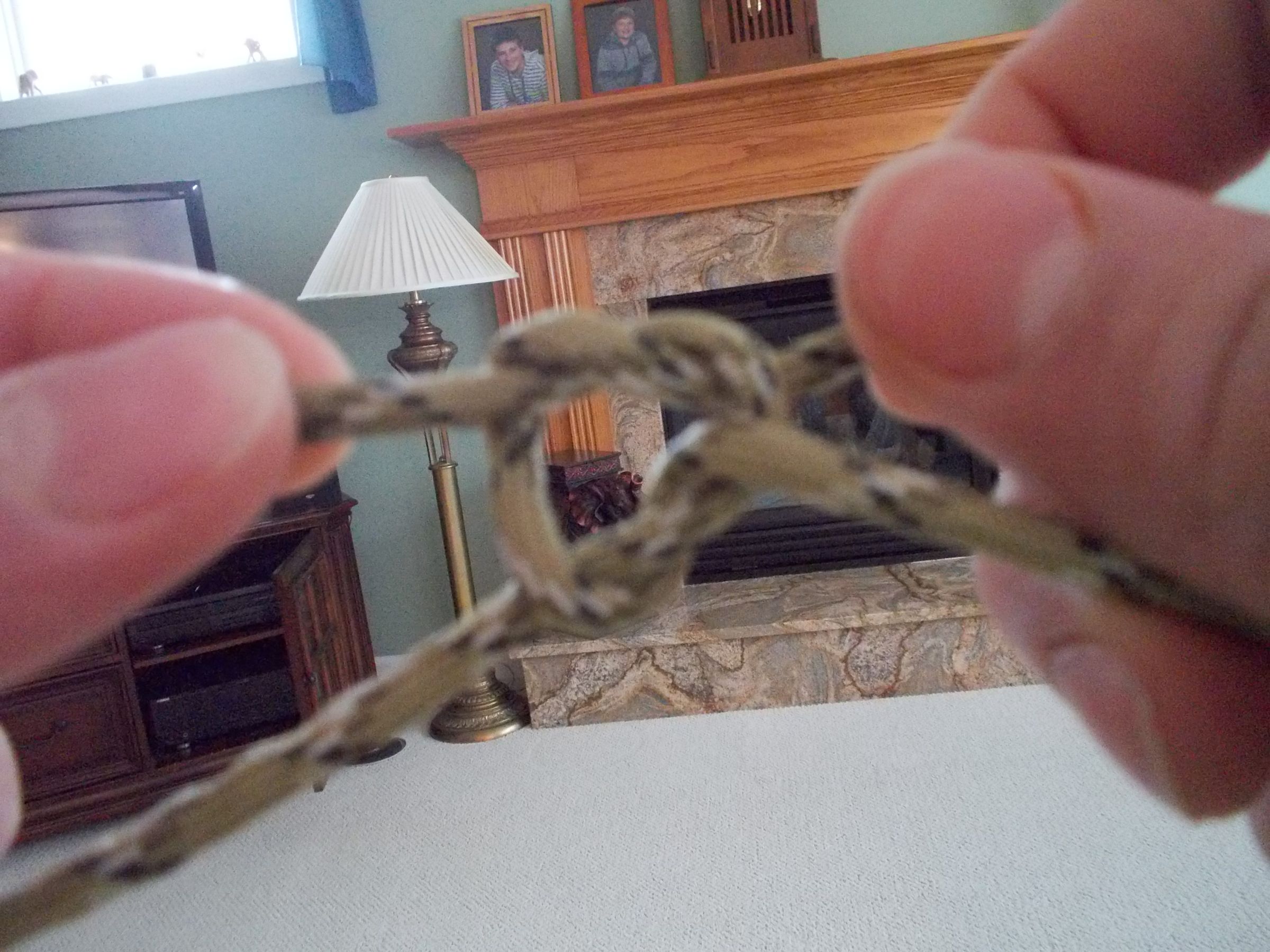 Easy Paracord Hammock 5 Steps Instructables