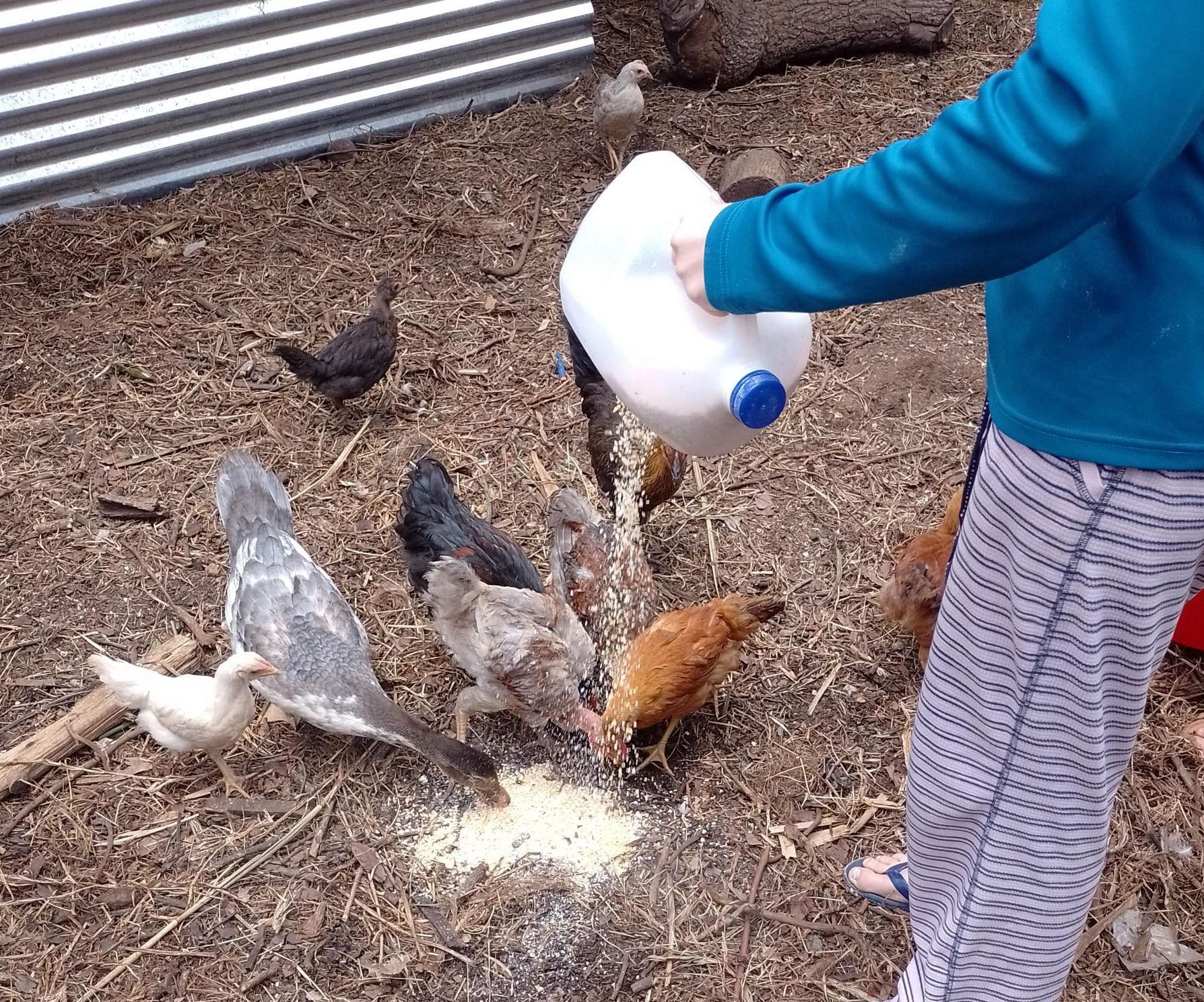 Feed Scoop Out of a Milk Jug