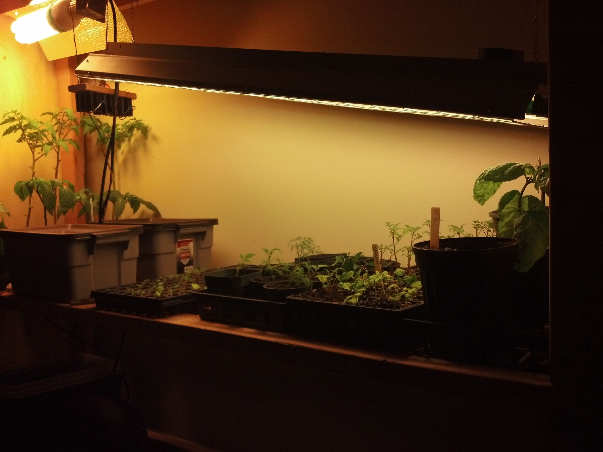 Mike's Urban Farm: Adding Some Hydro Beds