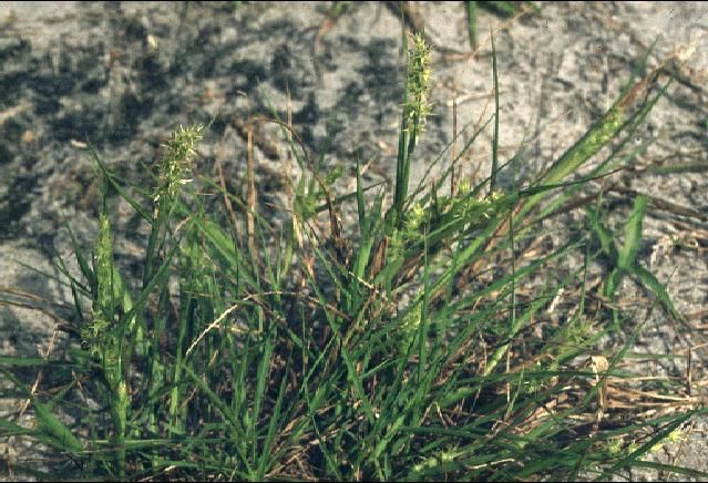 How to Kill Sand Spurs