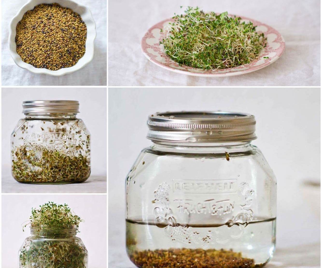 Ultimate Step by Step Sprouting Guide