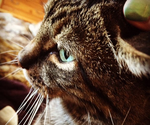 Great Cell Phone Pet Photos - Part 1