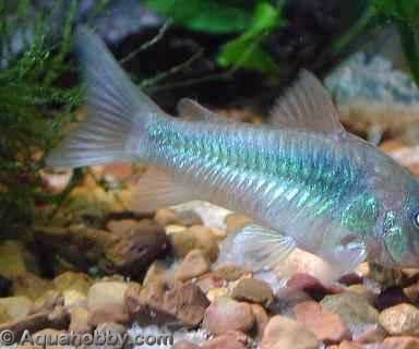 Corydoras Aeneus Bronze Cory Cat
