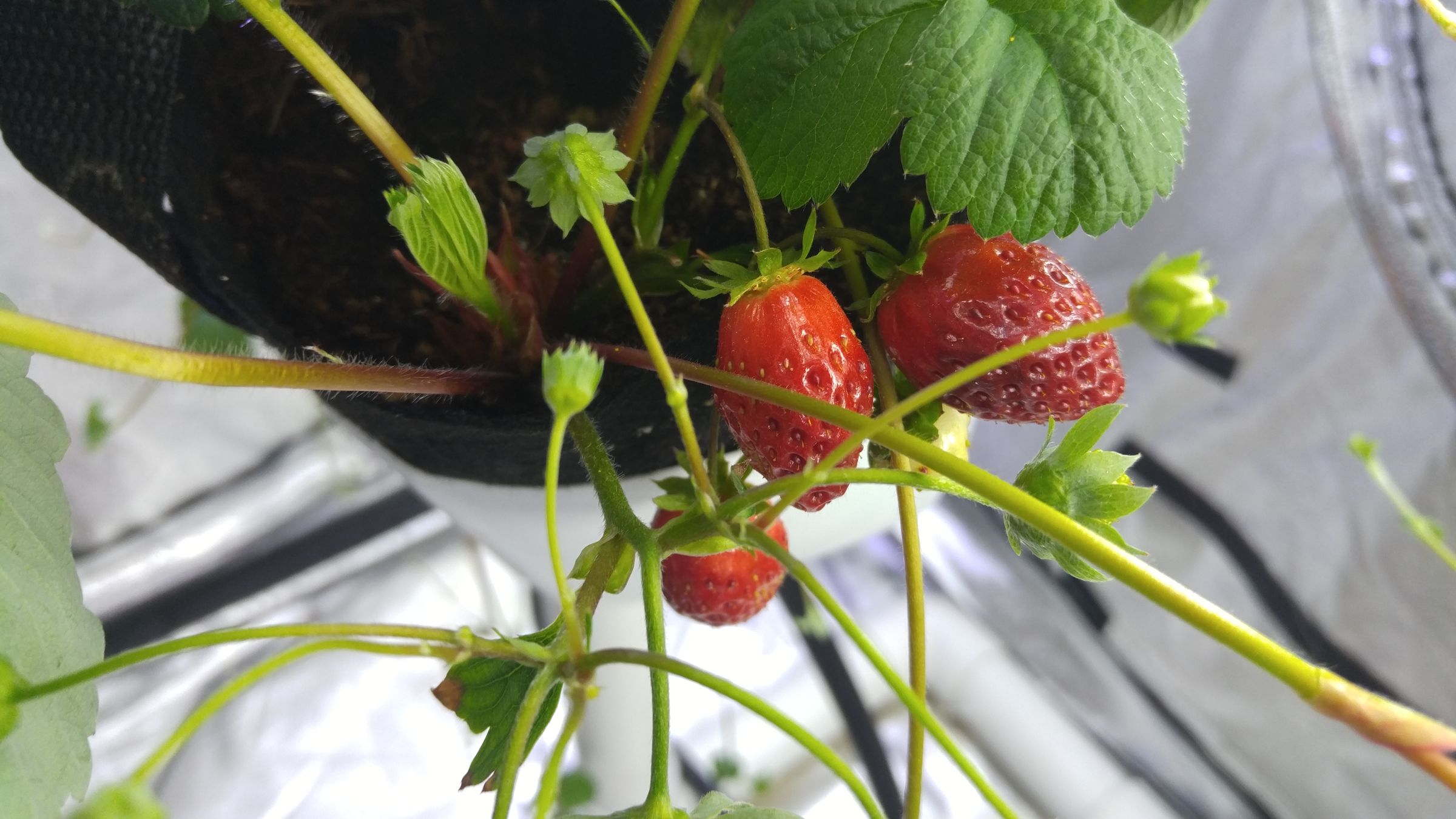 Inexpensive DIY Hydroponic Strawberry System Using Recycled Goods 10