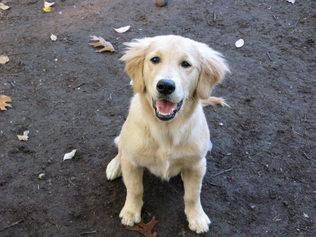 Dog Care