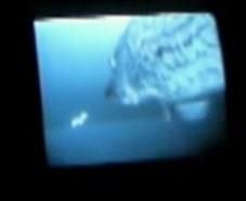 Under-Ice Camera Mount for Muvi or Go Pro style Helmet Cams