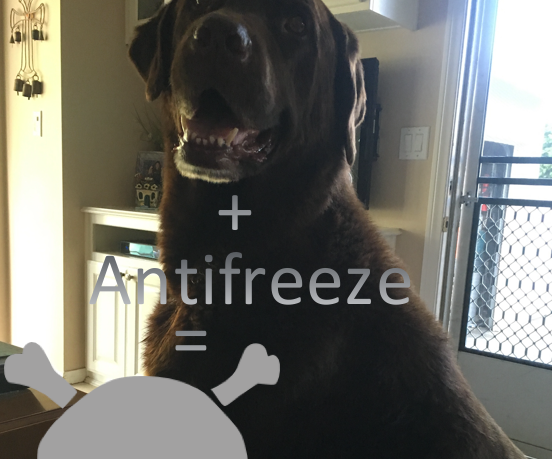 Treatment of Antifreeze, or Ethylene Glycol, Poisoning in Animals