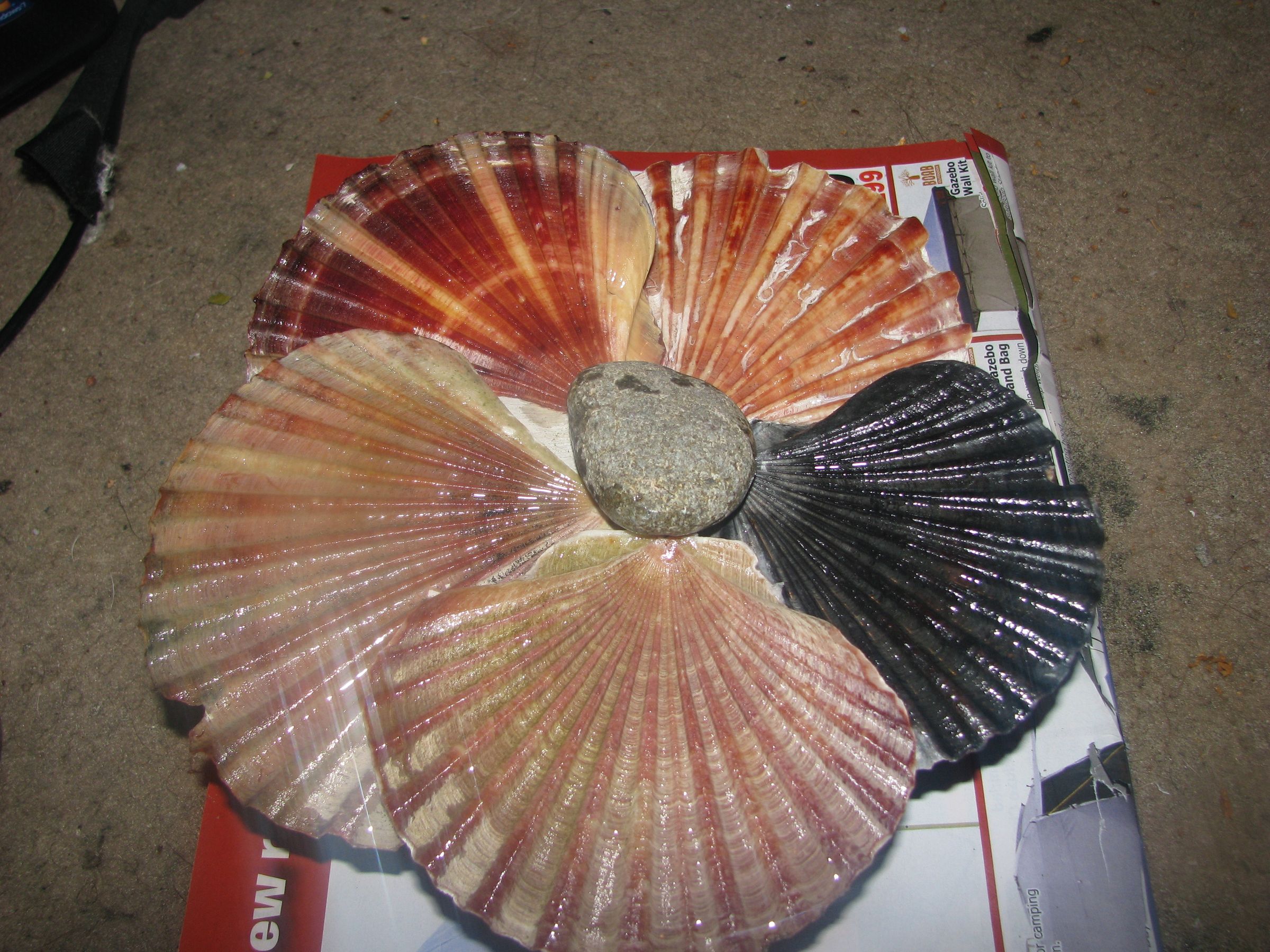 Fan Clam Shell Flower!