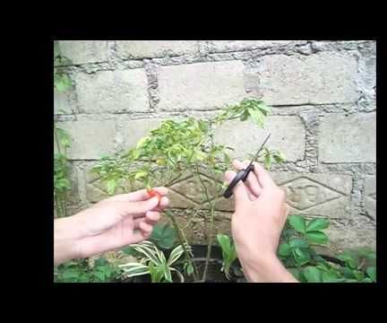 How to Cut Chilli Correctly