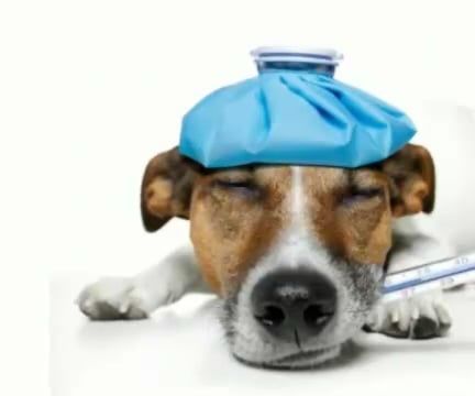 Pet Plan USA