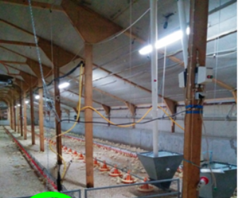 Its About a Smart Chicken Farm