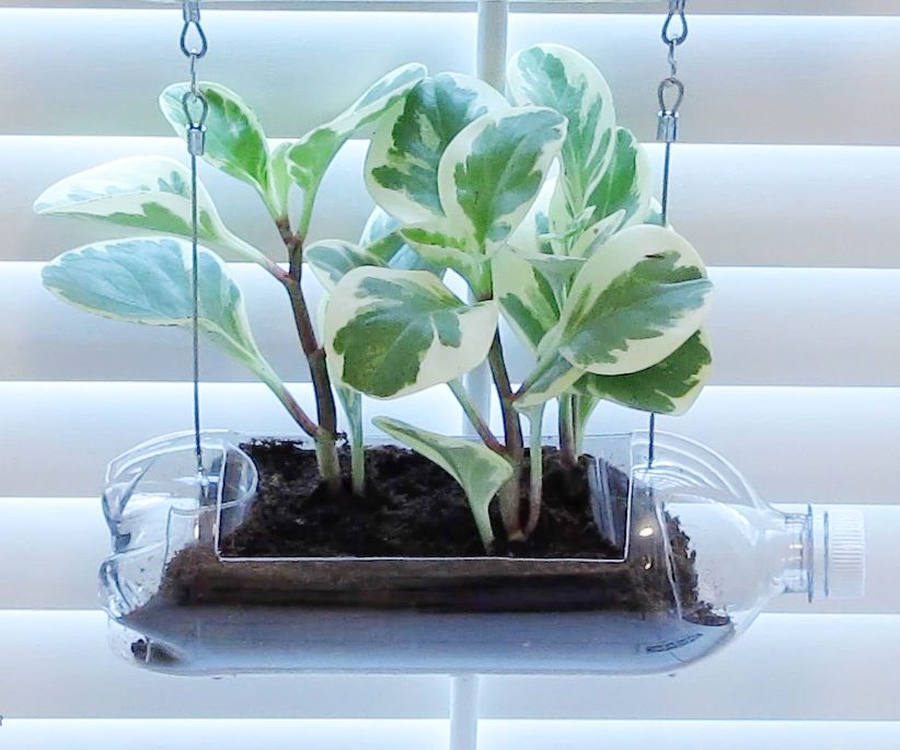Soda Bottle Vertical Garden (for Indoors or Out!)