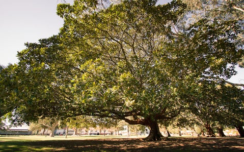 Finding the Perfect Tree