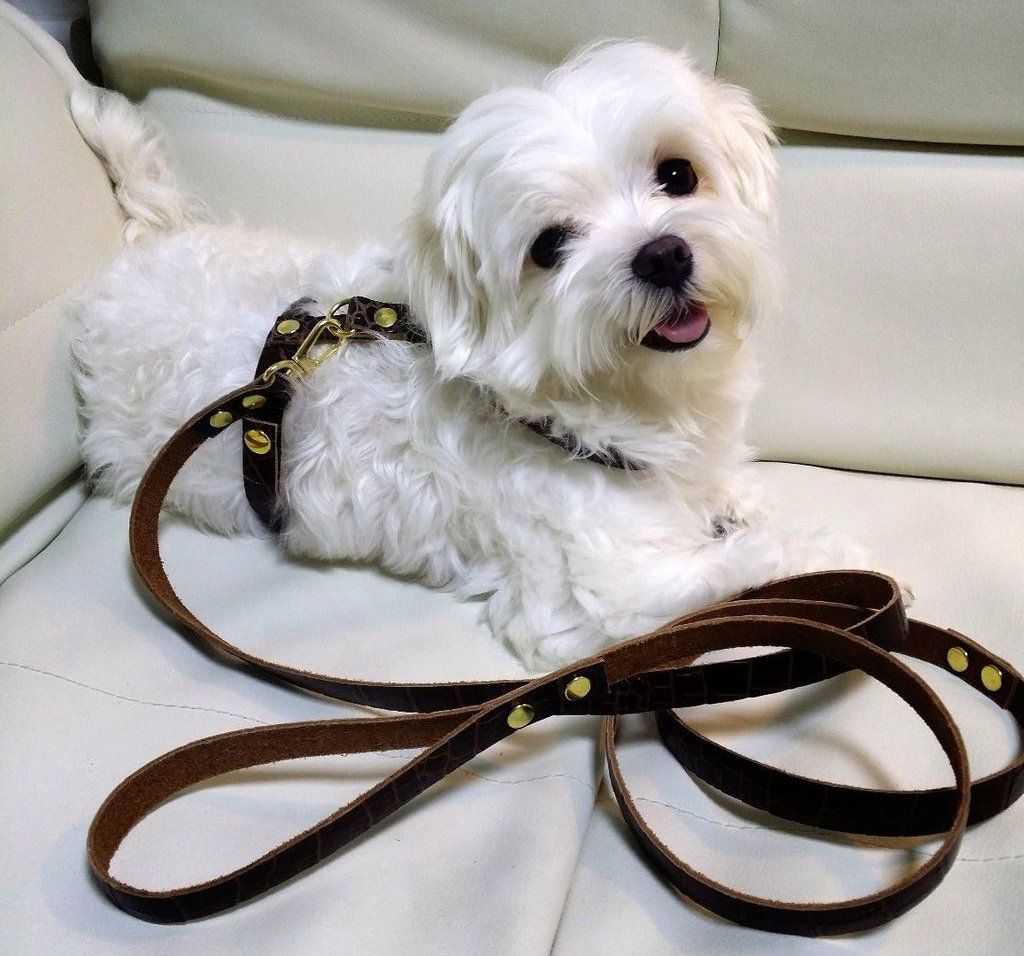 Leather Dog Harness & Strap! 1 HOUR!