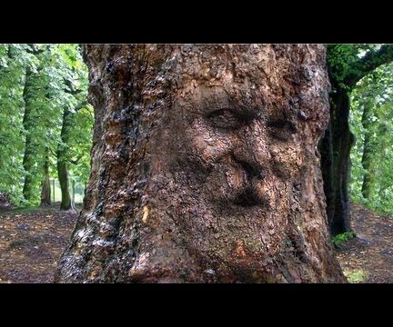 How to Camouflage a Face Onto Gnarly, TREE Bark in Photoshop