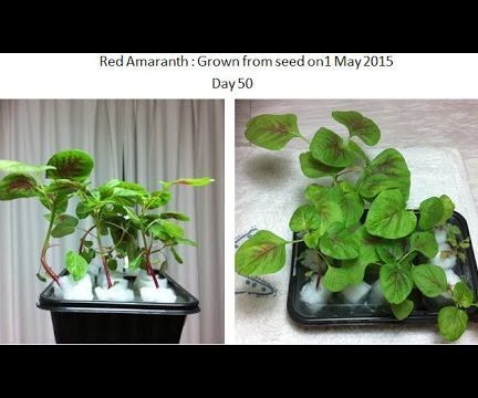 DIY Hydroponic Growing Container Box