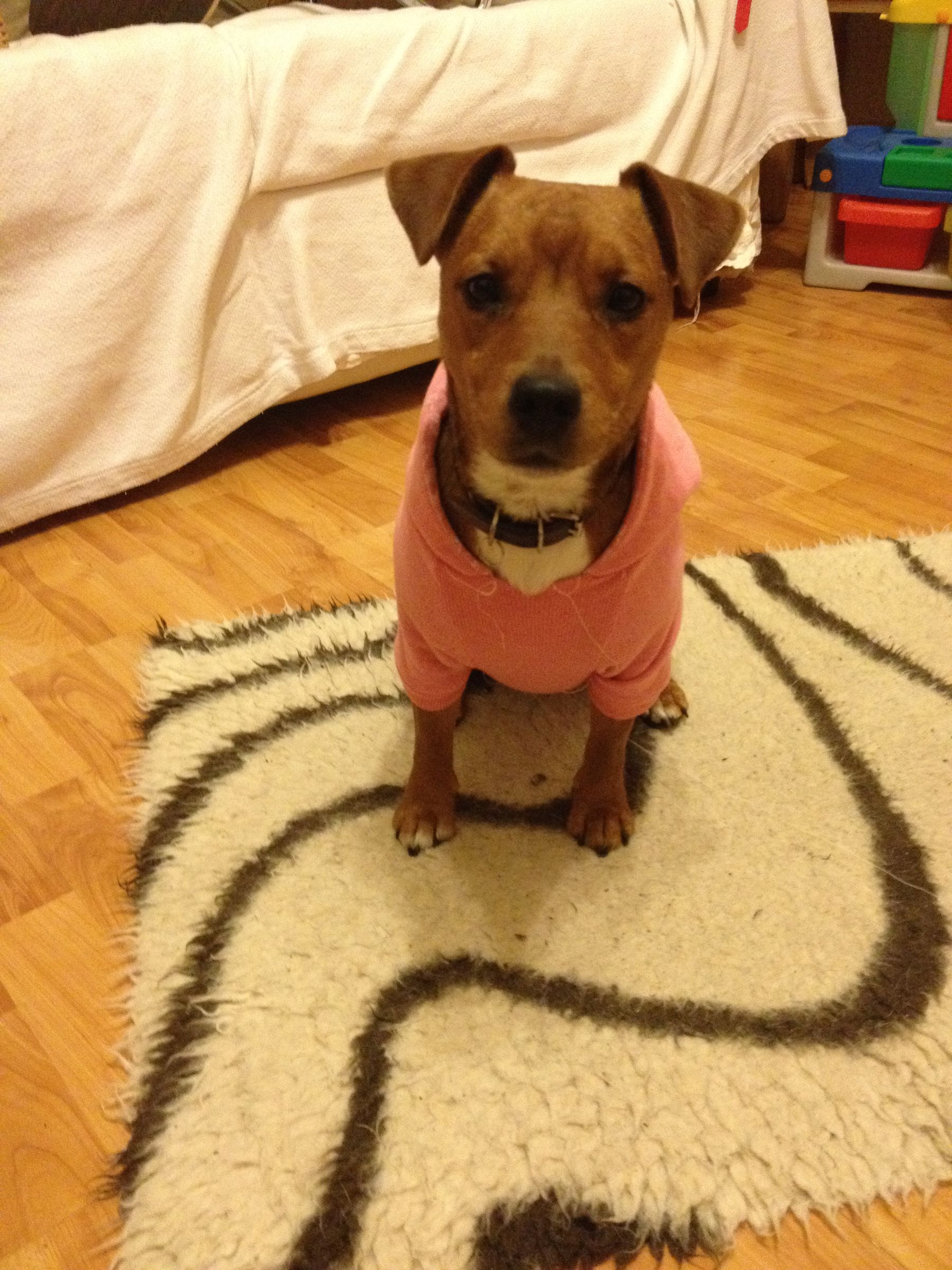 Lily in Her New Hoodie (previously a Ladies Hoodie) Instructables